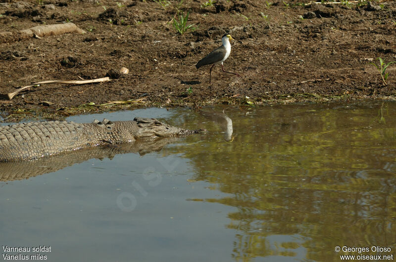 Masked Lapwingadult breeding