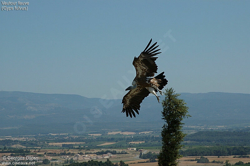 Vautour fauve