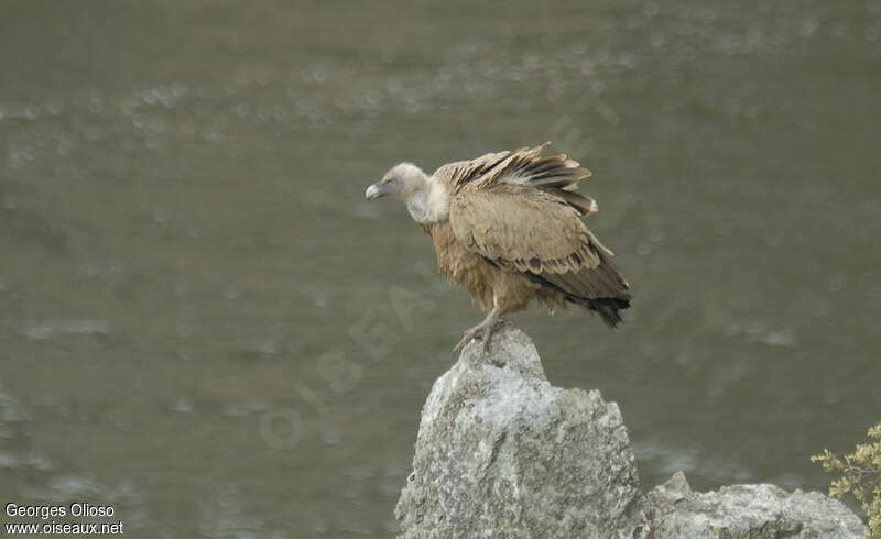 Griffon Vultureadult breeding, identification