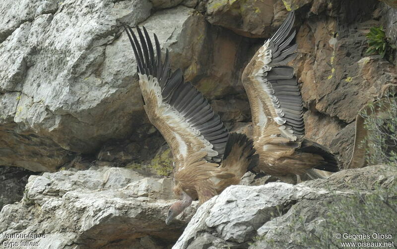 Griffon Vulture, Behaviour