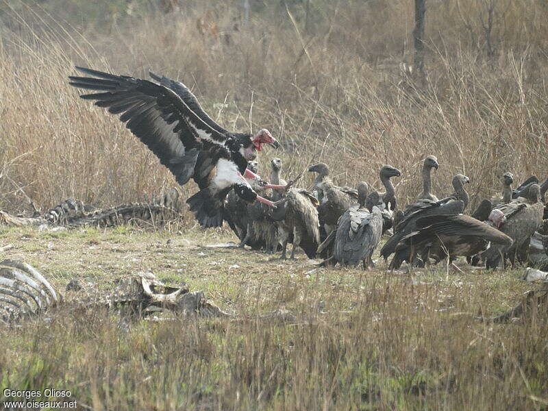 Red-headed Vulture male adult, aspect, pigmentation, clues, Behaviour