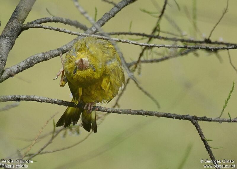 European Greenfinch male adult breeding, identification, Behaviour