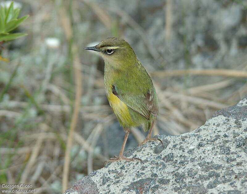 Xénique des rochers mâle adulte nuptial, identification