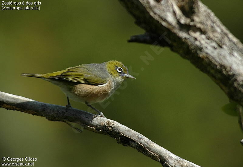 Zostérops à dos gris