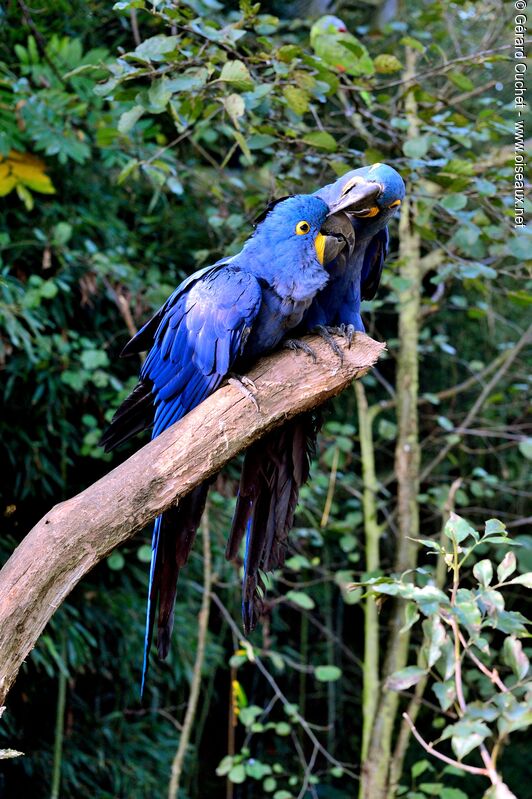 Hyacinth Macaw