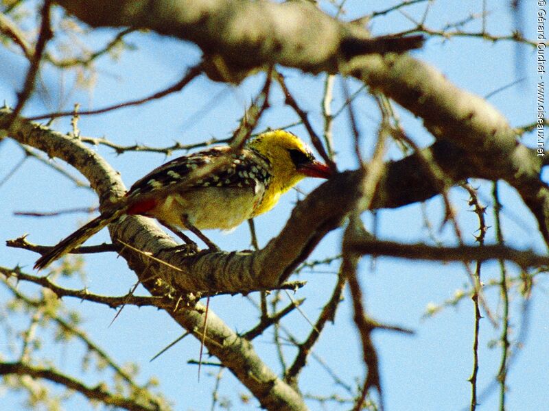 Yellow-breasted Barbet