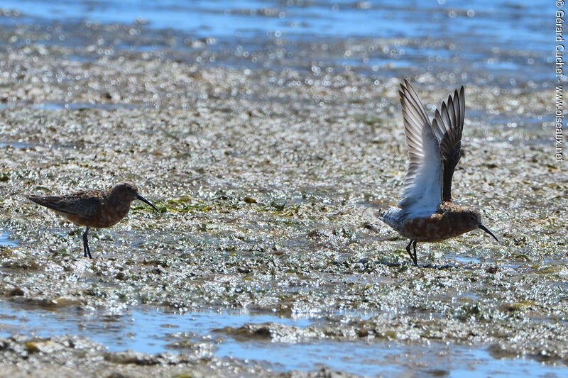 Curlew Sandpiper, habitat