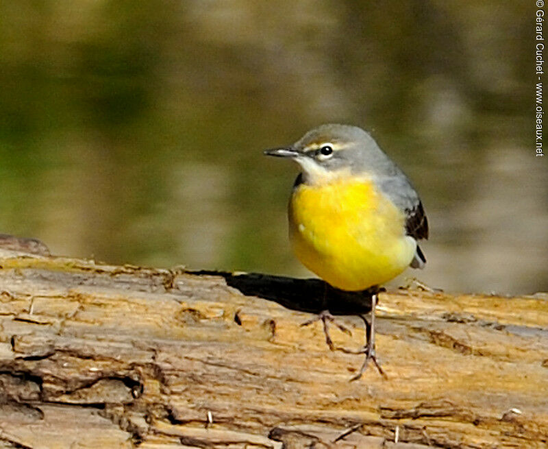 Bergeronnette des ruisseaux