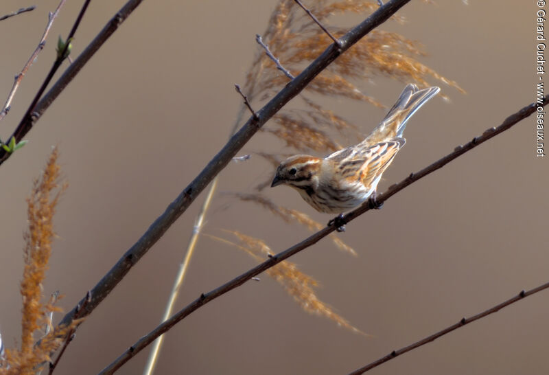 Common Reed Bunting female, habitat