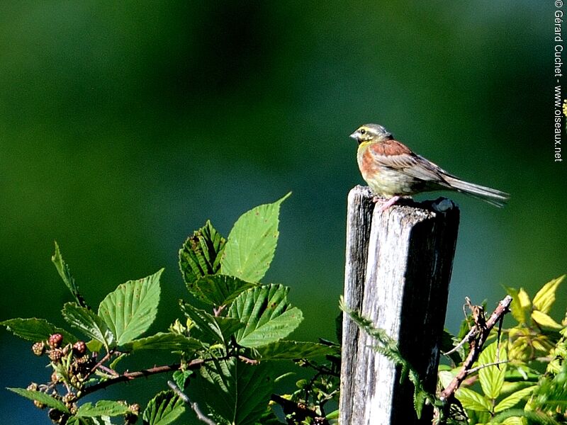 Cirl Bunting