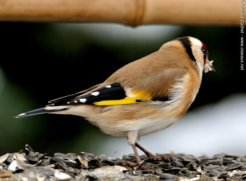 European Goldfinch