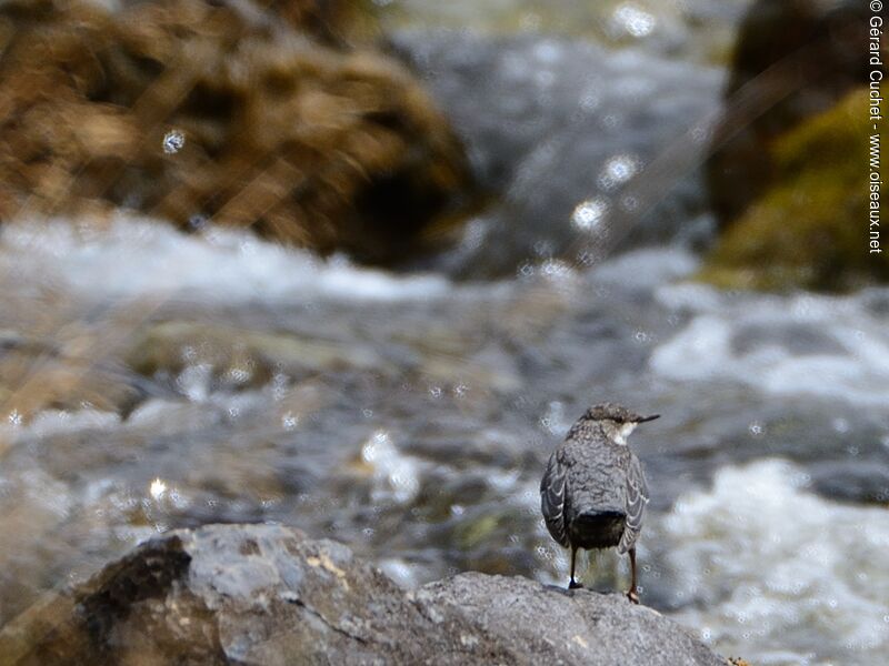 White-throated Dipperjuvenile