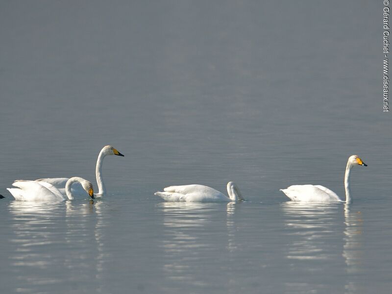 Cygne chanteur