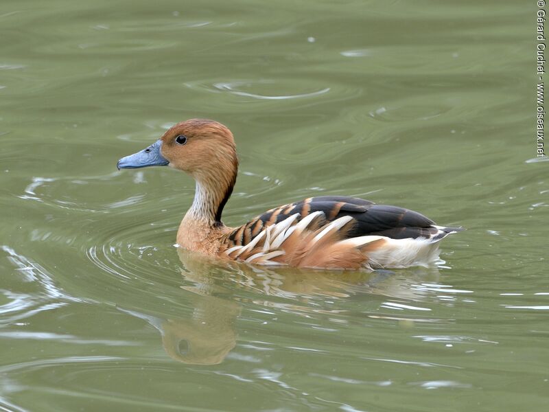 Fulvous Whistling Duck