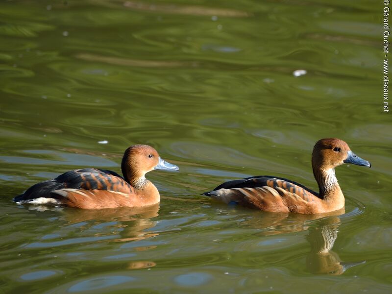 Dendrocygne fauve