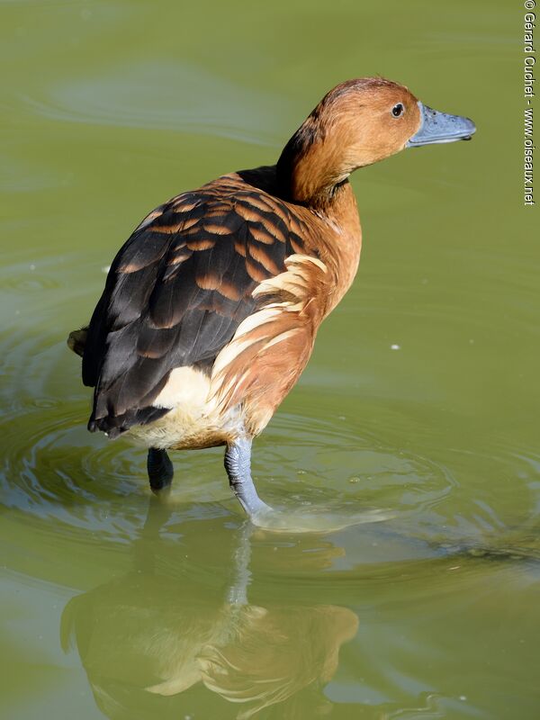 Fulvous Whistling Duck