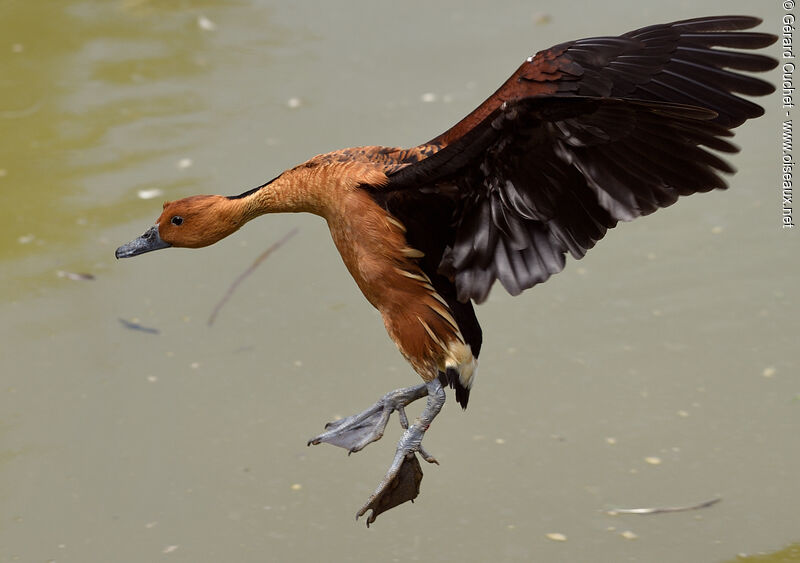 Dendrocygne fauve, Vol