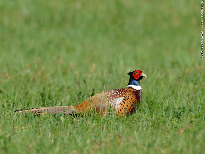 Common Pheasant male