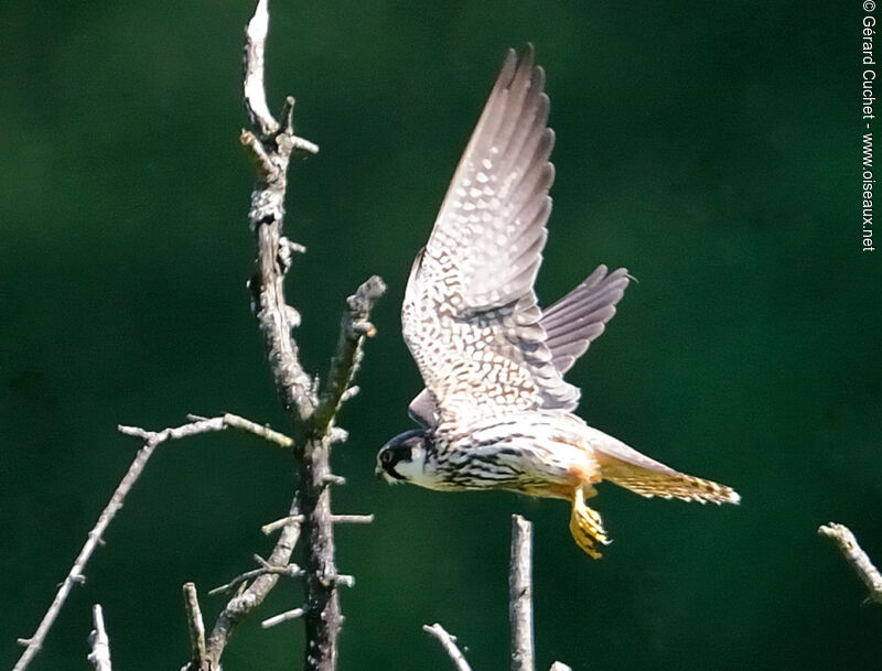 Eurasian Hobby