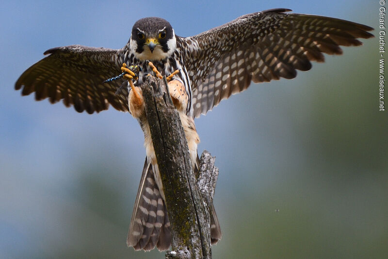 Eurasian Hobby, close-up portrait, fishing/hunting, clues