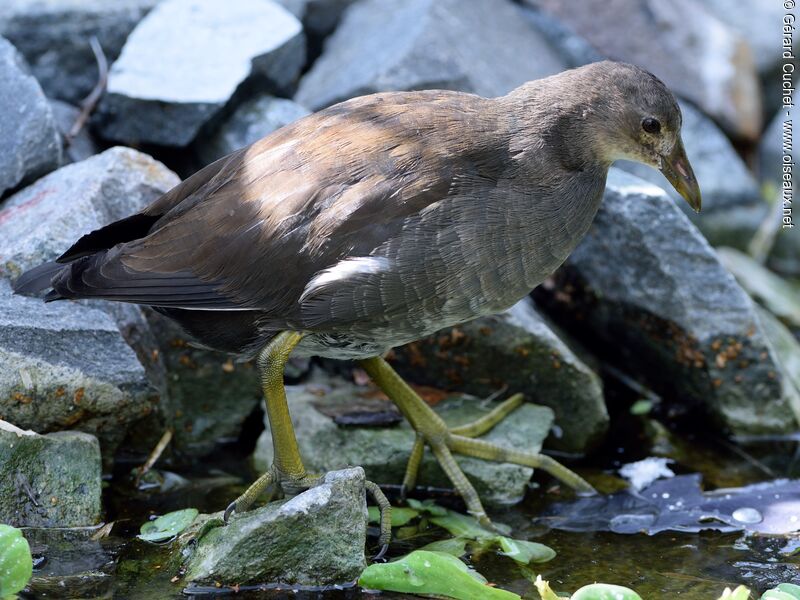 Gallinule poule-d'eaujuvénile