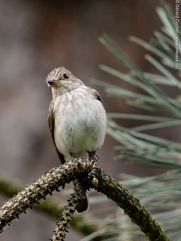 Spotted Flycatcher