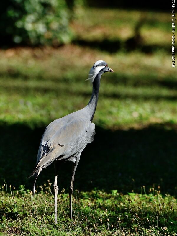 Demoiselle Crane