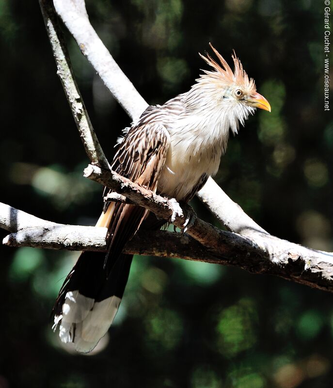 Guira cantara