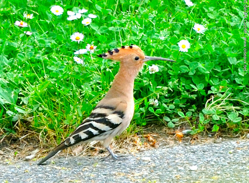 Eurasian Hoopoe