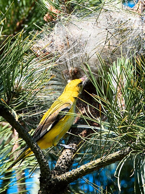 Eurasian Golden Oriole female