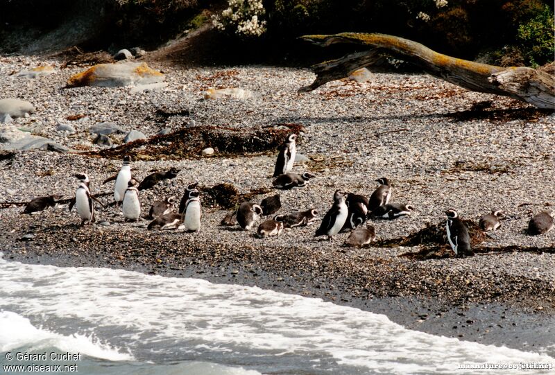 Magellanic Penguin