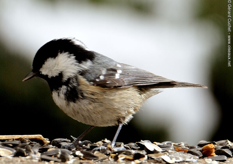 Coal Tit