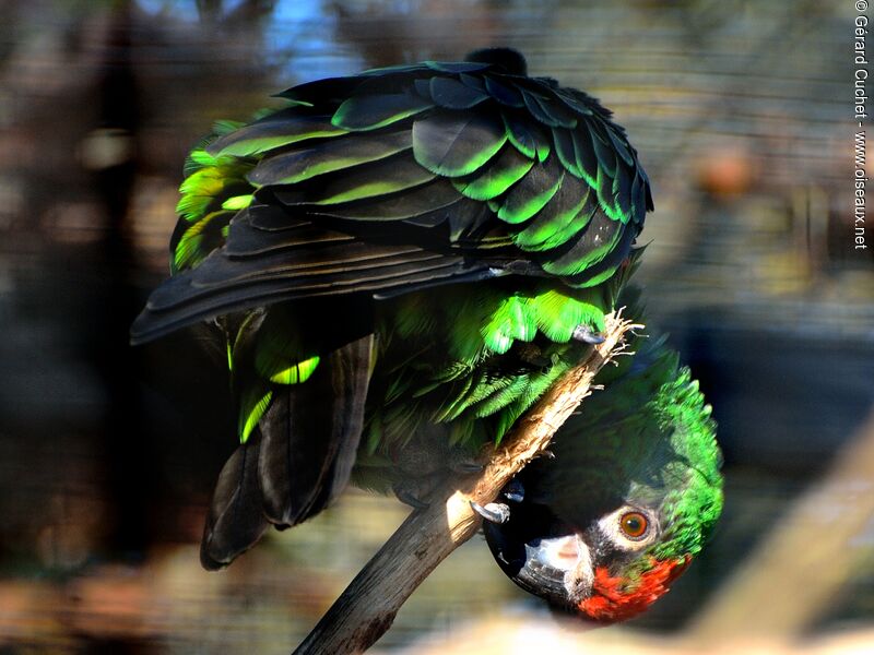 Red-fronted Parrot