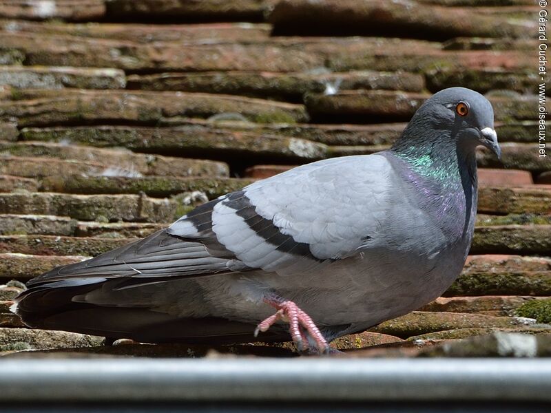 Pigeon biset