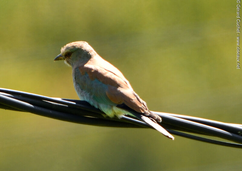 European Roller