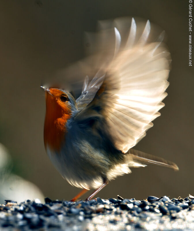 European Robin