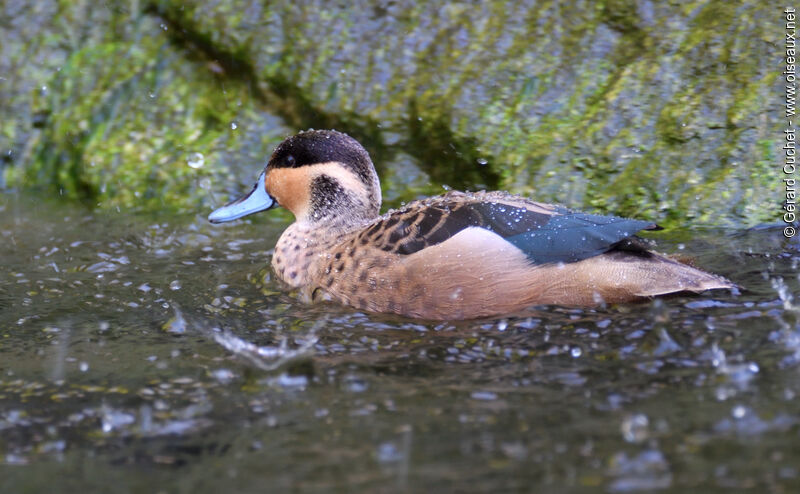 Blue-billed Teal