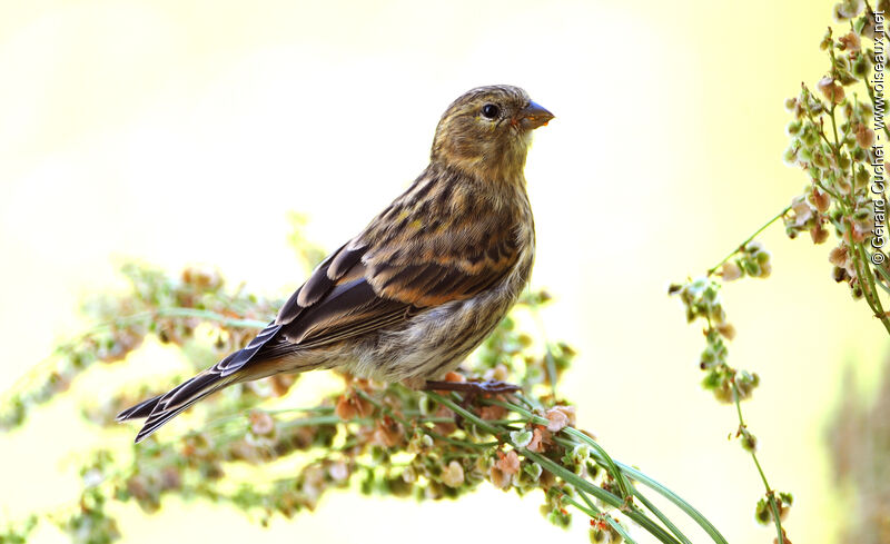 European Serin female, pigmentation