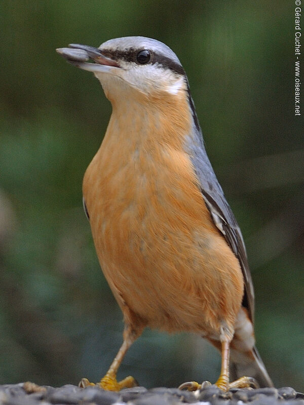 Eurasian Nuthatch