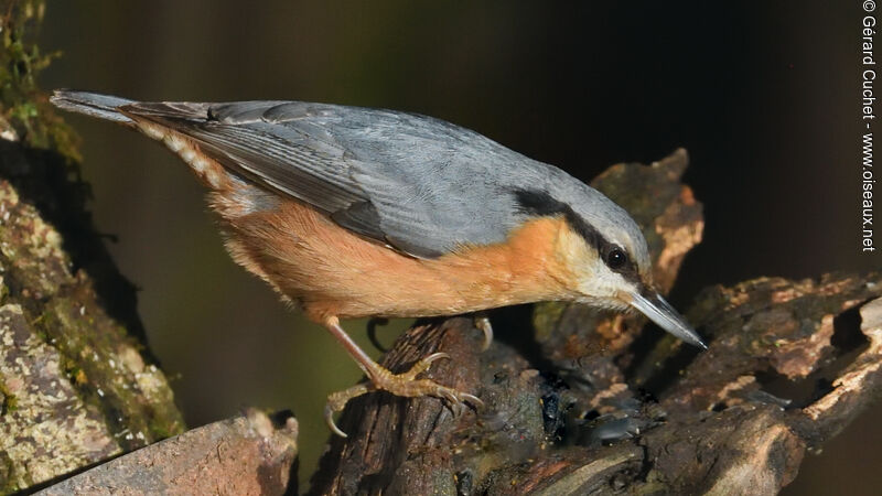 Eurasian Nuthatch, identification, eats