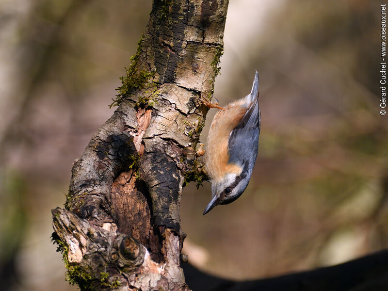 Eurasian Nuthatch, pigmentation