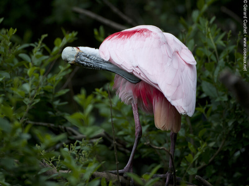 Roseate Spoonbill