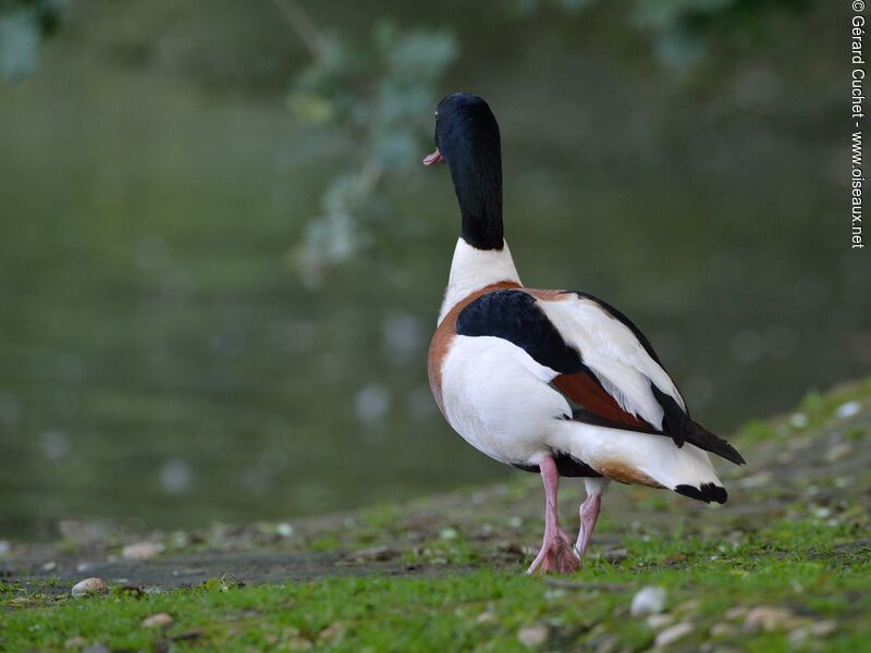 Common Shelduck