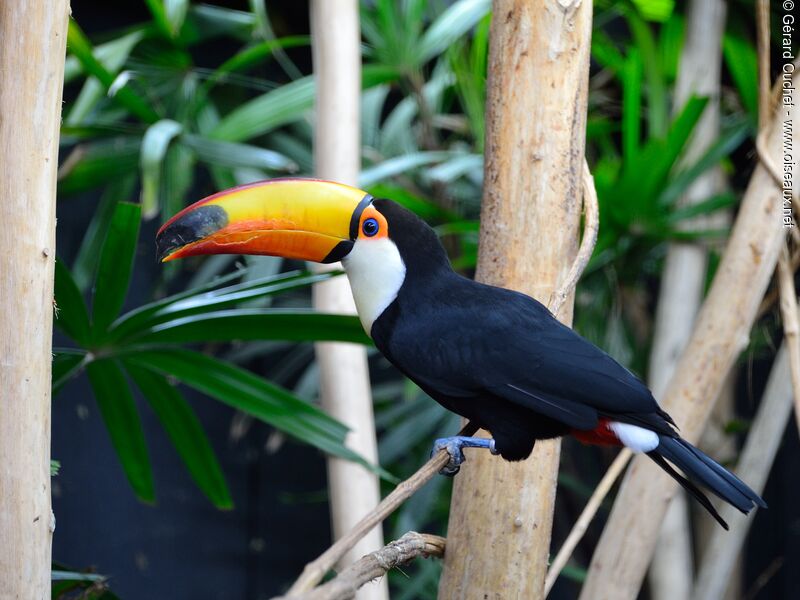 Toucan toco