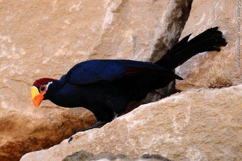 Violet Turaco, identification