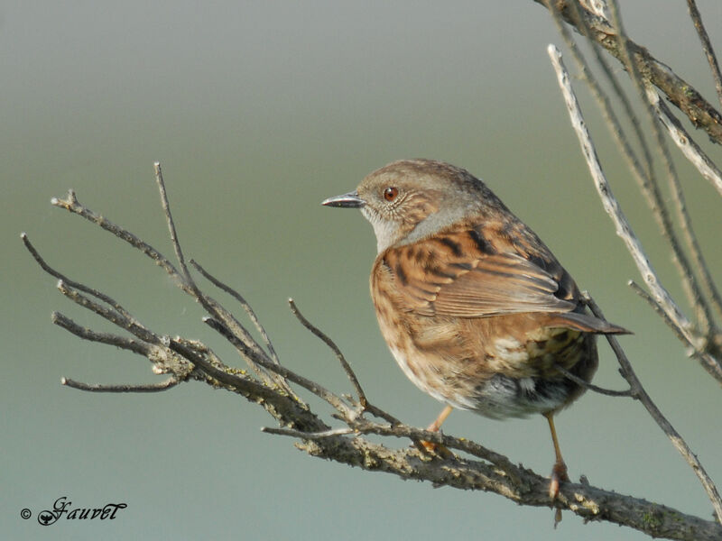 Dunnock