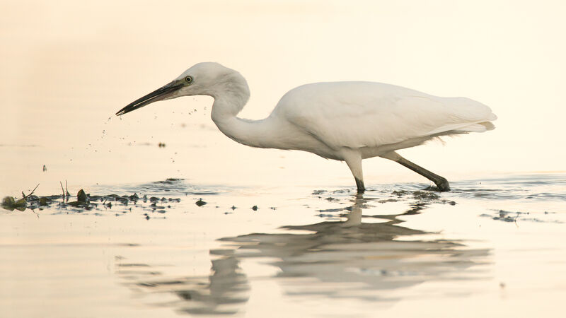 Little Egretadult, Behaviour