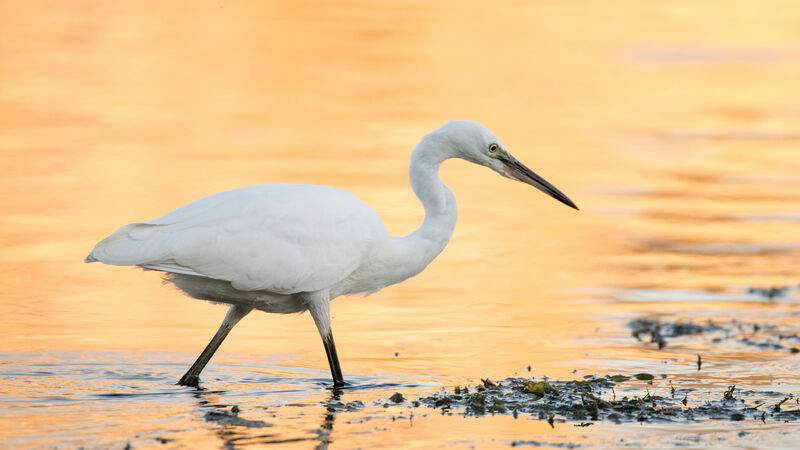 Aigrette garzetteadulte, identification, Comportement