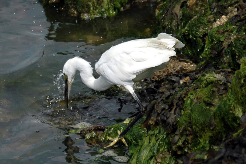 Aigrette garzette