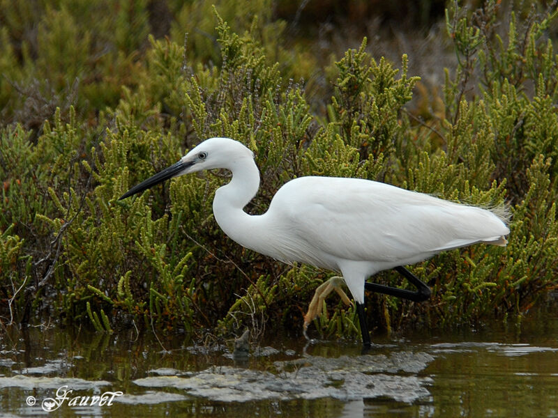 Little Egret